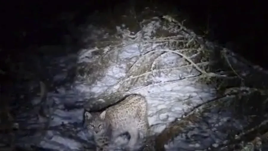 One of Four Lynx Captured in the Scottish Highlands Dies