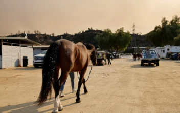 Animal Rescuers Care for LA Fire Evacuees; Dogs, Donkeys, Horses