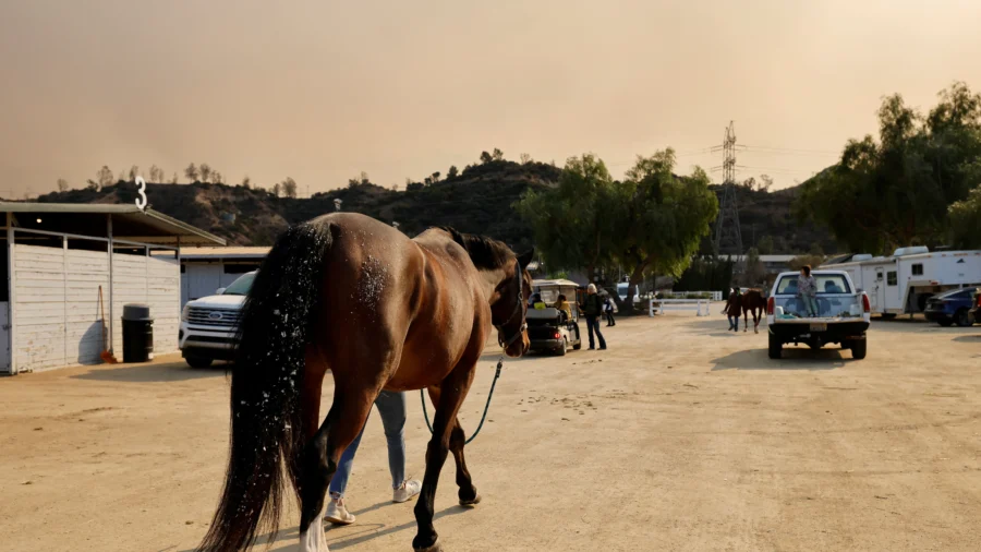 Animal Rescuers Care for LA Fire Evacuees—Dogs, Donkeys, Horses