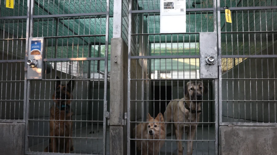 Pasadena Humane Shelters Pets Amid Eaton Fire