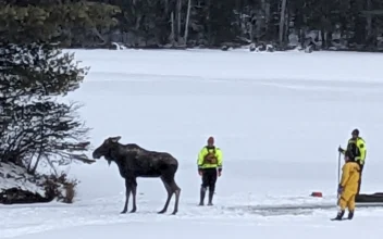 In this photo handout provided by New York State's Department of Environmental Conservation, a rescued moose emerges from icy waters with the aid of forest rangers and police officers on Lake Abanakee in Indian Lake, Hamilton County, Thursday, Jan. 16, 2025. (New York State's Department of Environmental Conservation photo via AP)