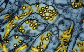 A colorized electron microscope image released on March 26, 2024 shows avian influenza A H5N1 virus particles (yellow), grown in Madin-Darby Canine Kidney (MDCK) epithelial cells (blue). (CDC/NIAID via AP)