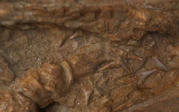 Part of a 9-million-year-old fossil of a relative of the great white shark is on display after it was unveiled by paleontologists, in Lima, Peru, on Jan. 20, 2025. (Alessandro Cinque/Reuters)