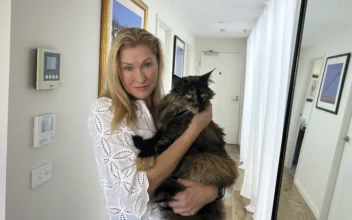 Mittens the Cat Becomes Accidental Frequent Flyer After Getting Mistakenly Left on Plane