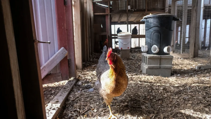 Mass Bird Culling Fails to Stop Spread of Bird Flu, Skyrockets Egg Prices, Stops Natural Immunity: Expert