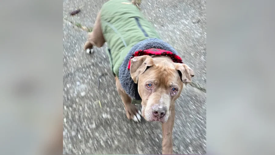 Michigan Veterinarian Faces Theft Charge After Refusing to Return