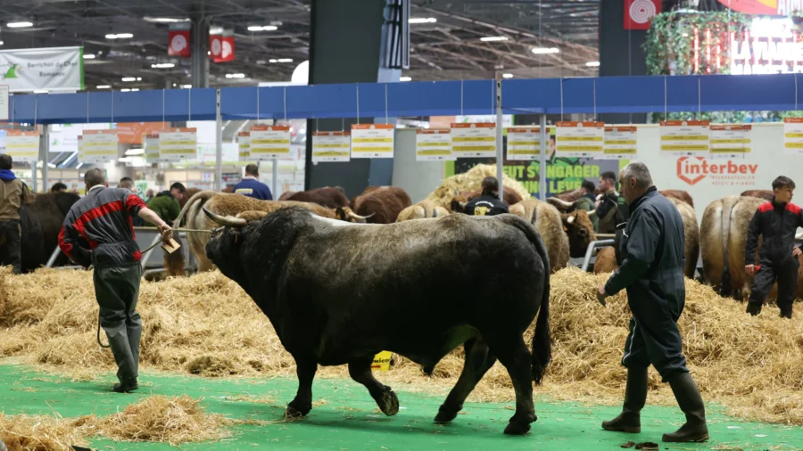 French Farmers Facing Uncertain Futures as Mercosur Deal Looms