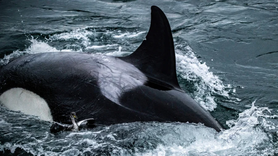 Killer Whales Amaze Seattle Onlookers With Rarely Seen Bird Hunt Killer Whales Amaze Seattle Onlookers With Rarely Seen Bird Hunt