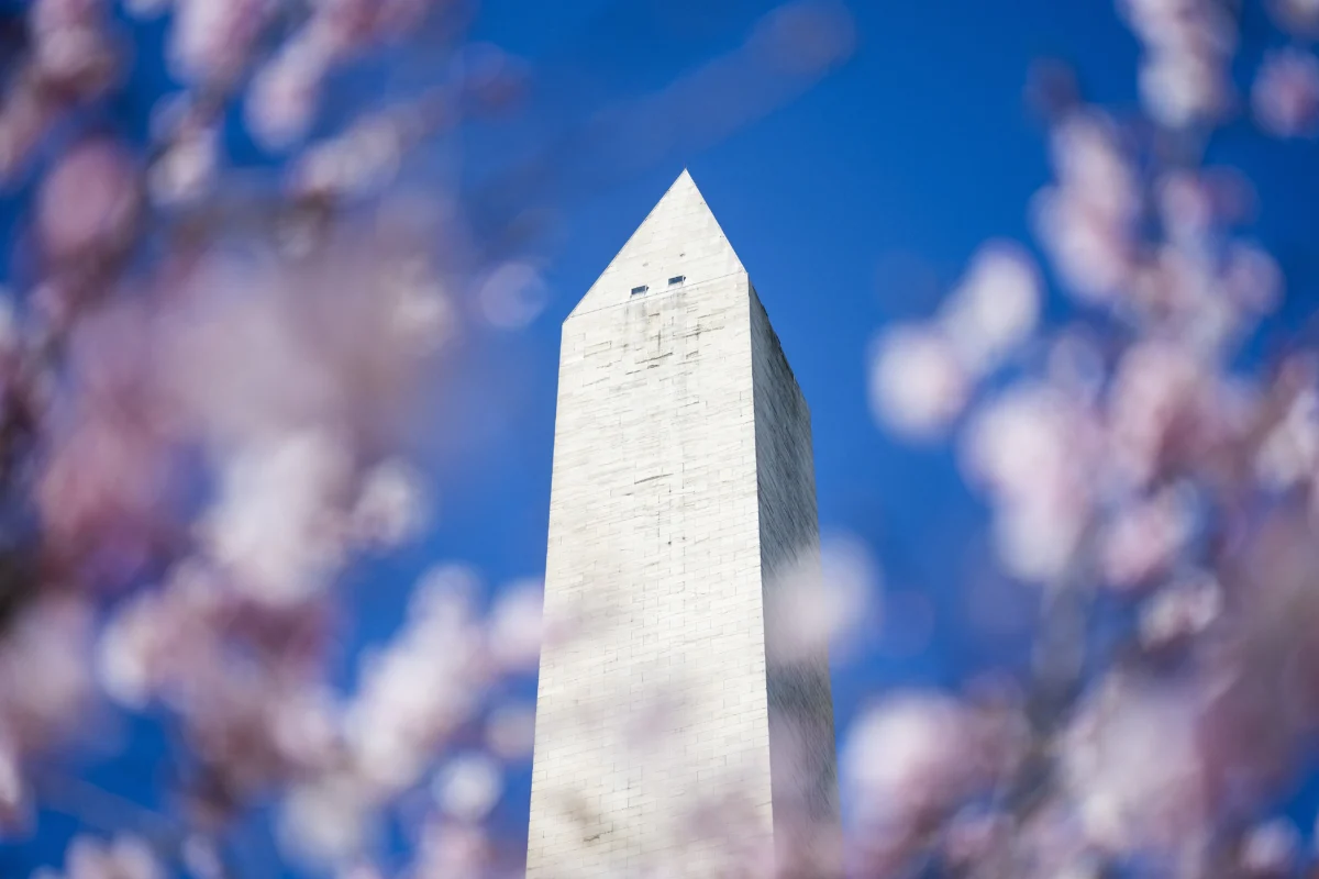 The Washington Monument stands behind recently bloomed cherry blossoms in Washington, on March 19, 2025. (Jim Watson/AFP via Getty Images)