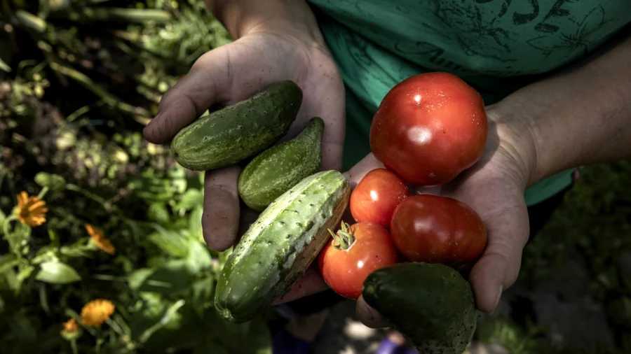 Tips for Growing Your Own Veggies This Spring