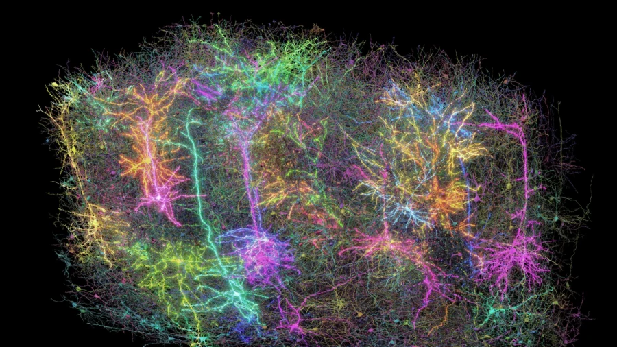 'An Exquisite Forest': Research Project Maps Tiny Sample of Brain Tissue