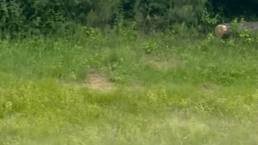 Runaway Kangaroo Shuts Down Alabama Highway