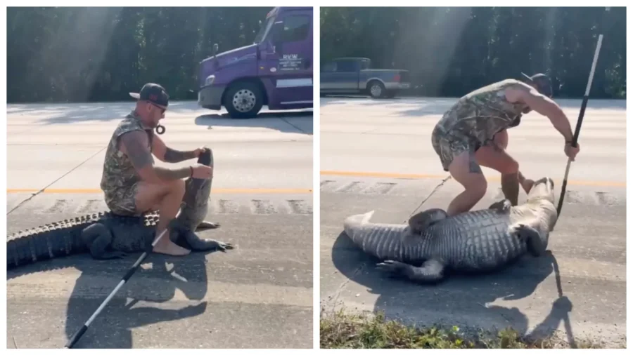 ‘Only in Florida’: Barefoot Marine Veteran Wrestles Alligator Barefoot on Side of Highway