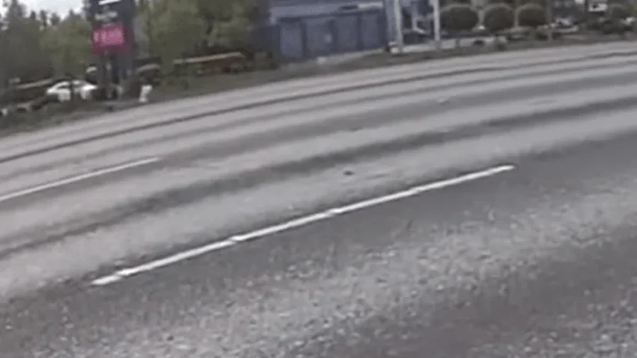 Ducklings Rescued on Busy Washington State Highway