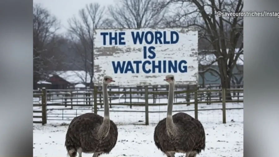 Ostrich Farm Protest Grows Amid Threat of Bird Flu Cull