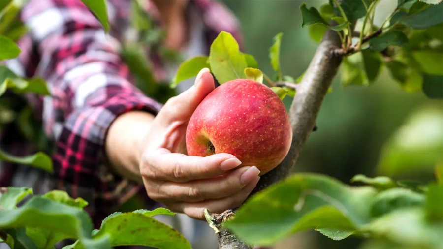 Organic vs. Non-Organic Apples: Which is Better for Health and Nutrition?