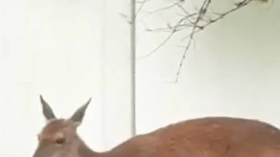 Mother Deer Gives Birth to Triplets