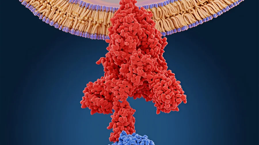 Doctors Treating Long COVID Explain How to Combat Spike Protein & Other COVID Factors