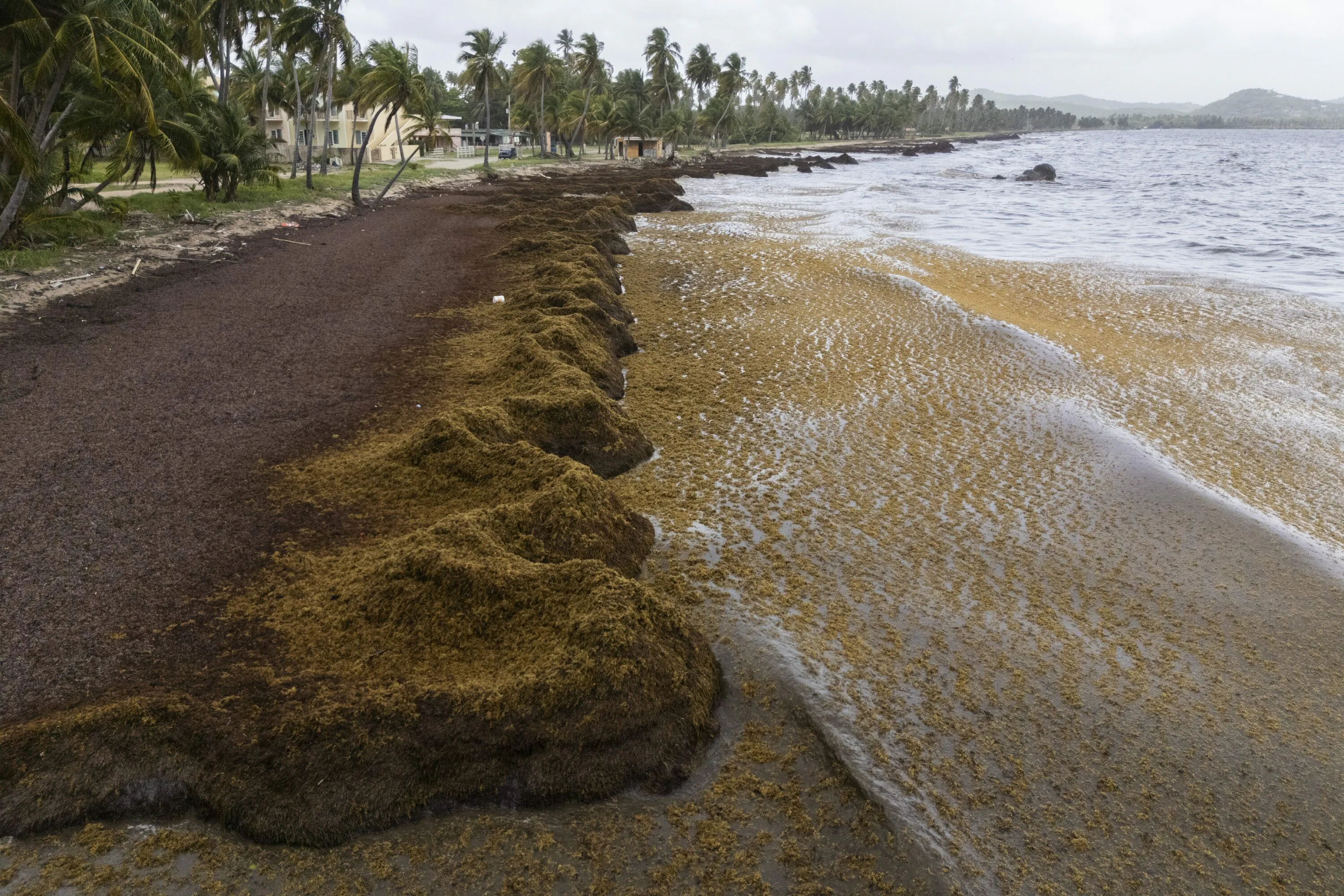 Scientists Say Record Amount of Seaweed Hit the Ca