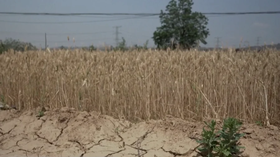 Drought Bakes China’s Wheat Belt, Slashing Harvests