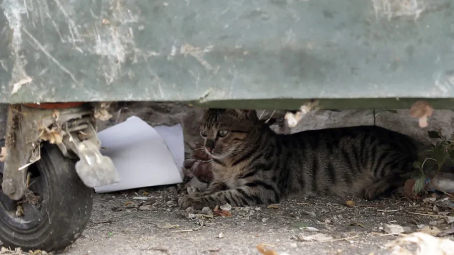 Stray Cat Survived 3 Weeks in Darkness From China to the US