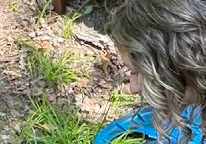 Michigan Bear Freed After 2 Years With Plastic Lid Around Its Neck