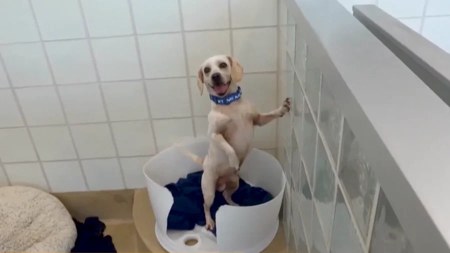 Maryland Community Helps Animal Shelter Beat the Heat After AC Failure