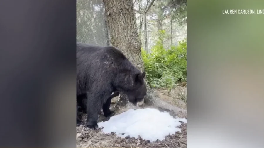 Zoo Offers Frozen Treats to Help Animals Defeat the Heat