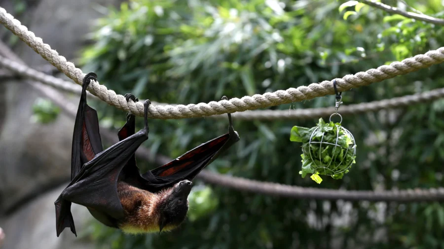 Scientists Find New Bat Viruses in China, Linked to Deadly Hendra and Nipah Viruses