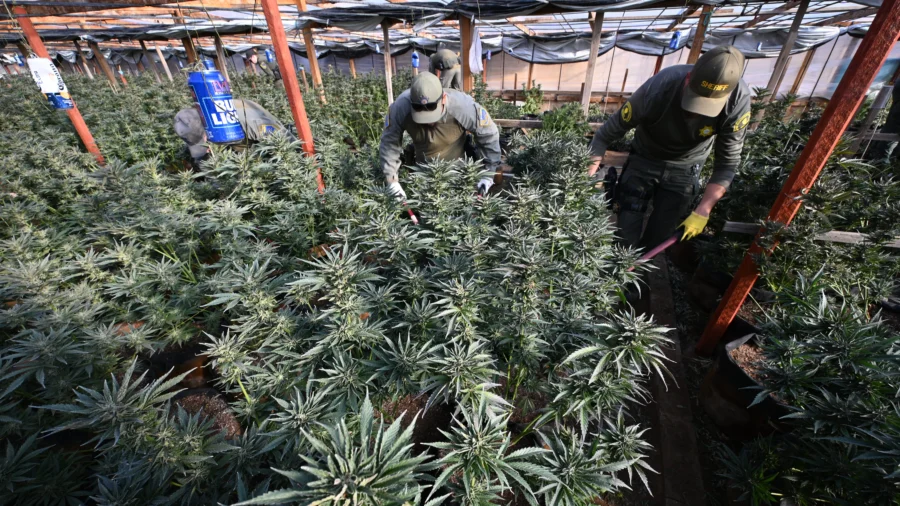 Illegal Chinese Marijuana Growers Harming Americans and Communities: Journalist