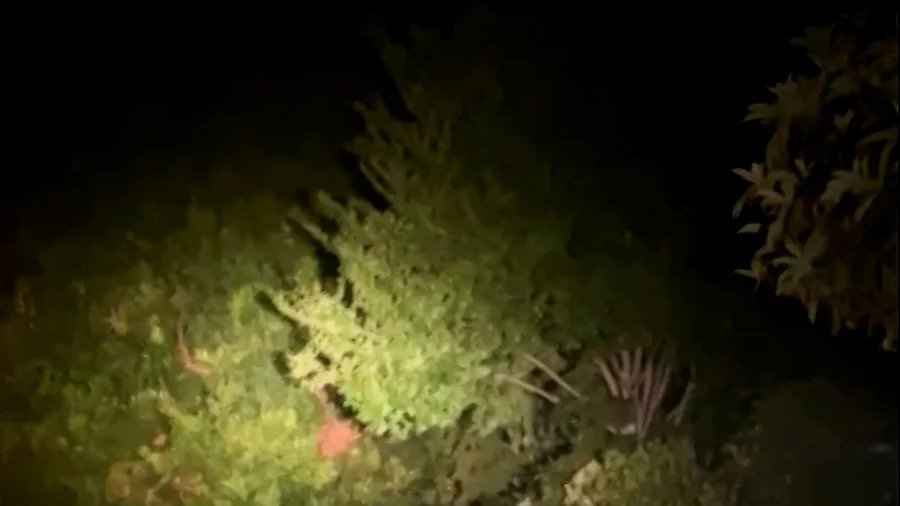 Bear Caught on Camera Roaming California—With a Mysterious Companion