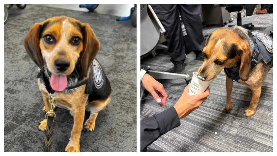 Man Deported After Kicking CBP Dog That Sniffed out Banned Food at Dulles Airport