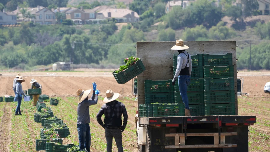Trump Says Administration Working on ‘Temporary Pass’ for Illegal Immigrant Farm, Hotel Workers