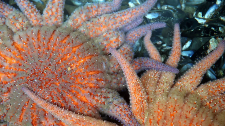 Sunflower Sea Star Spawning Sparks Hope for Ocean Recovery