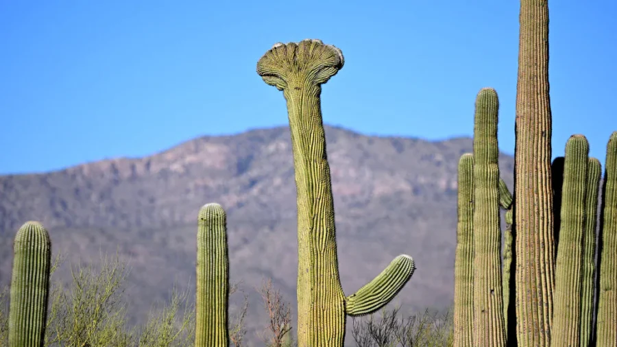 Saguaro Cactus Harvest Marks Tohono O'odham New Year