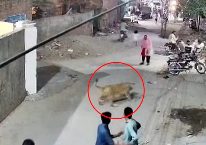 Lion Owners Arrested After Attack on Woman and Her 2 Children in Pakistan