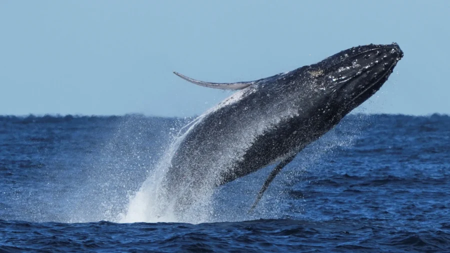 Humpback Whales Make Spectacular Comeback to Rio de Janeiro