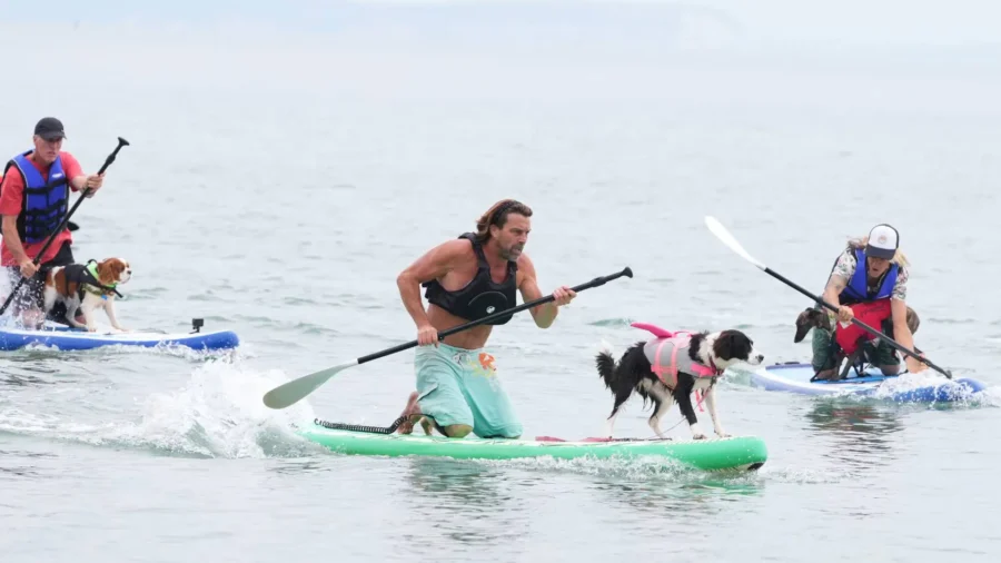 Whippet Becomes UK Dog Surfing Champ at Record-Breaking Event