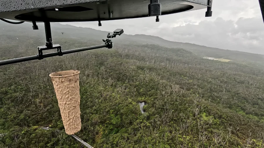 Drones Drop Mosquitoes to Save Hawaii’s Endangered Birds