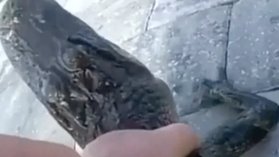 All in a Day's Work: Florida Police Officer Moves Small Alligator From Pool to Pond