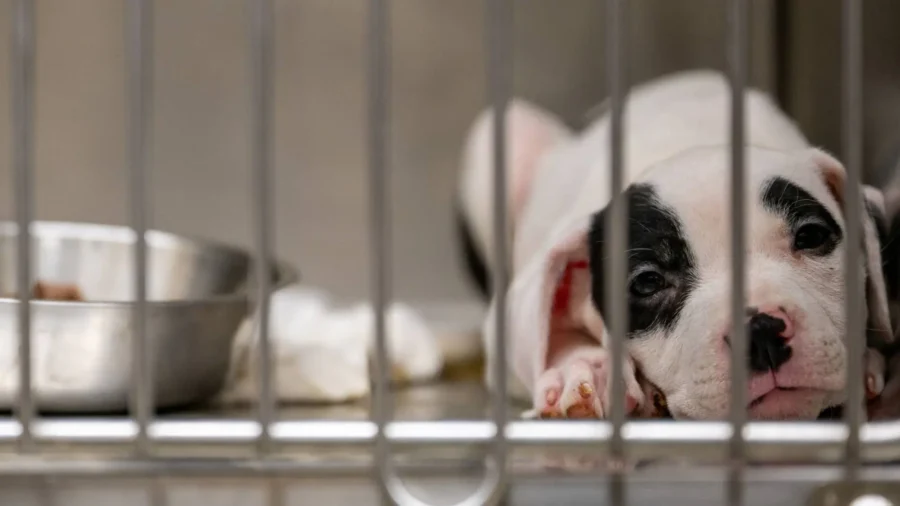 How to Cut the Cost of Veterinary Care for Pets