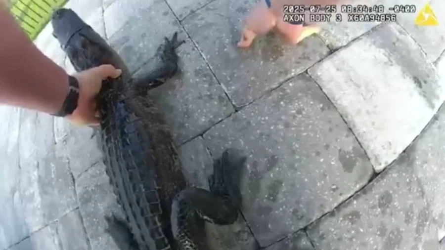 Florida Sheriff's Deputy Makes Rescued Alligator Buckle Up in His Patrol Car