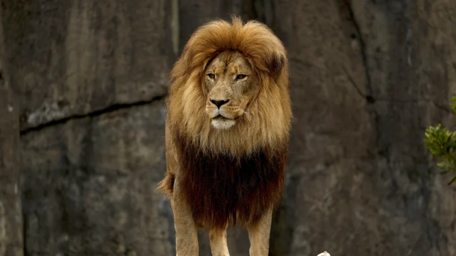 Denmark Zoo Asks for Unwanted Pet Donations for Predator Feedings, Sparking Debate