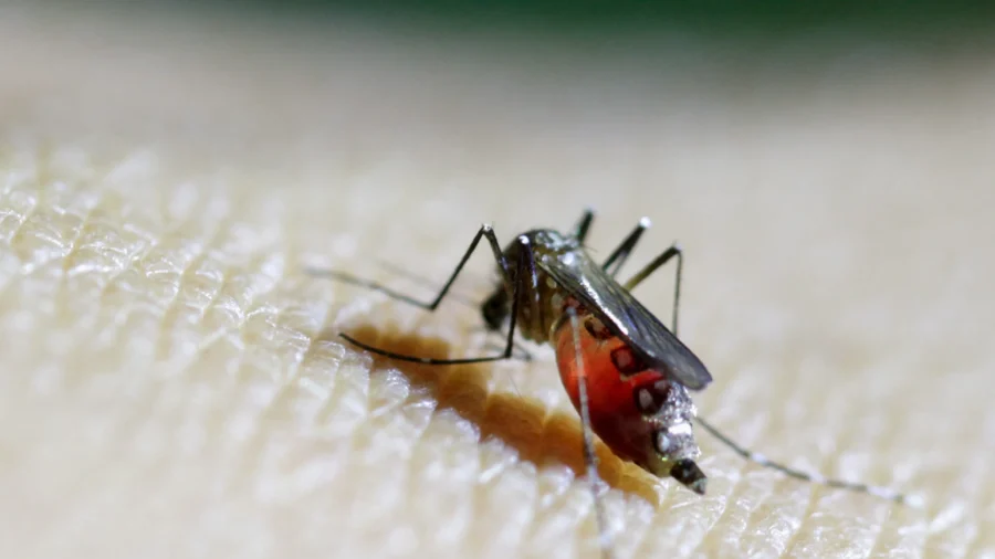 CDC Warns Travelers on Chikungunya Outbreak in China
