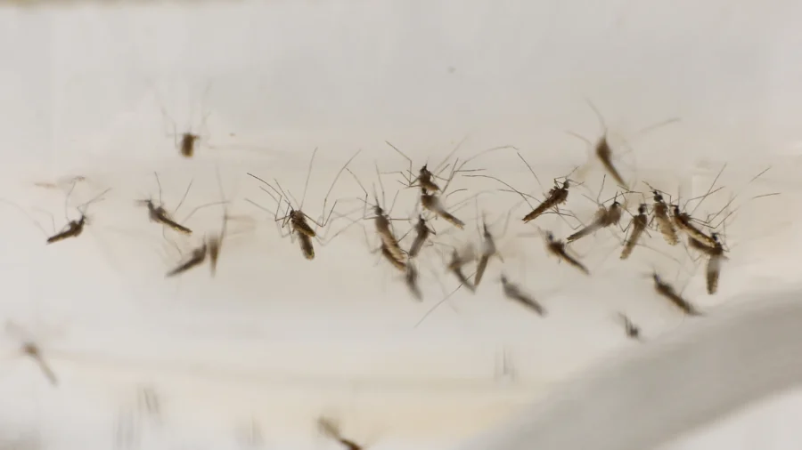 China's Mosquito Factory Releases Millions of Mosquitoes to Fight Chikungunya, Virologist Raises Alarm