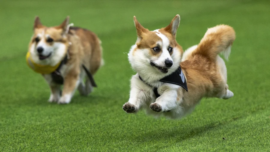 Racing Corgi Dogs Show Off Speed, Style in Lithuanian Contest