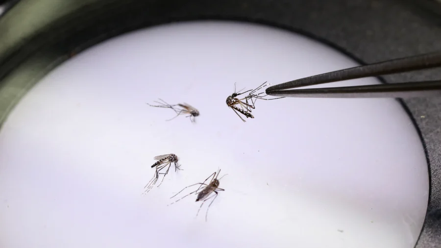 FDA Suspends License for Chikungunya Vaccine