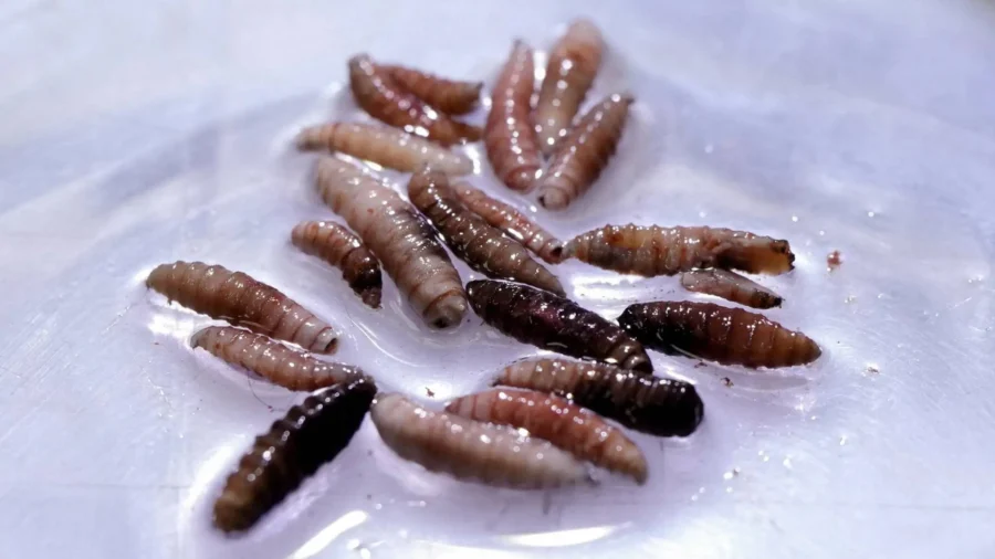 Maryland Screwworm Patient Recovers, USDA Expands Safeguards