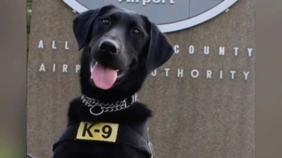 Pittsburgh International Airport's 'Steeler' Voted TSA’s Top Dog for 2025