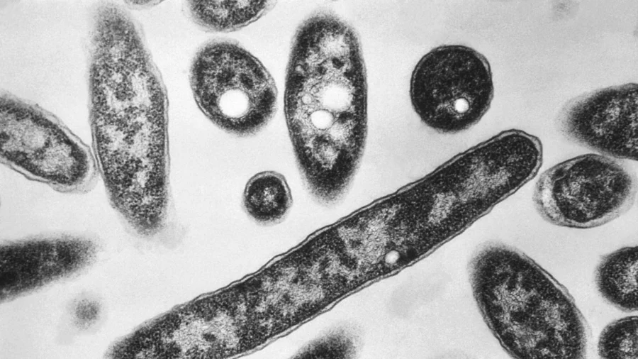 First Death Reported in New York City's Legionnaires' Disease Outbreak